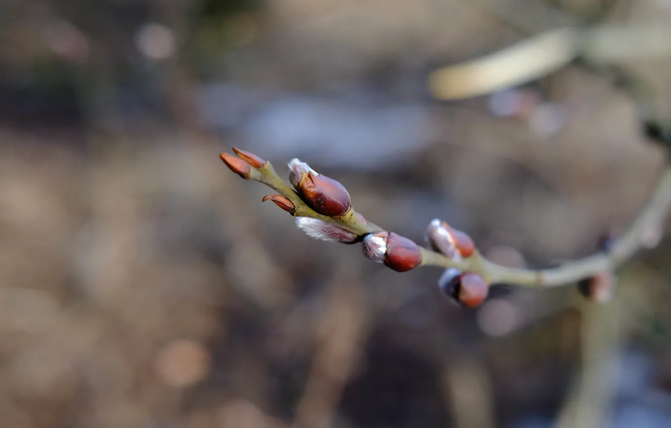 Photo wallpaper heat, spring, blossomed, kidney, on the tree, Verba
