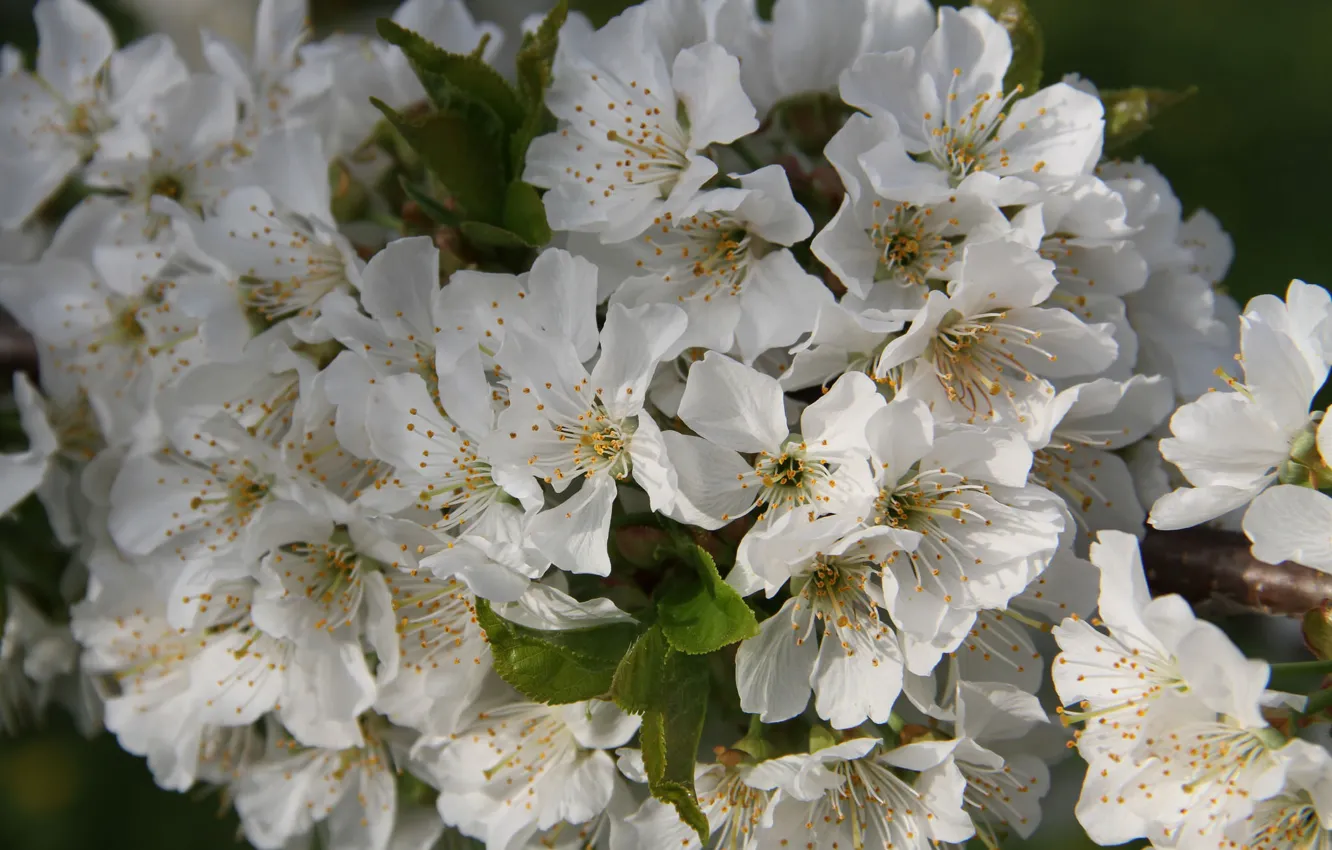 Photo wallpaper branches, leaf, flowers, flowering, gently, cherry