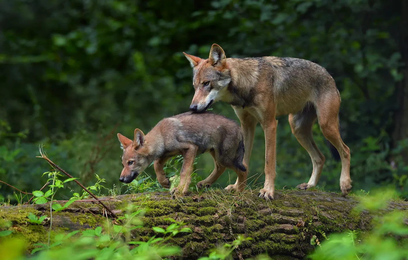 Photo wallpaper forest, pose, wolf, log, wolf, the cub, mother