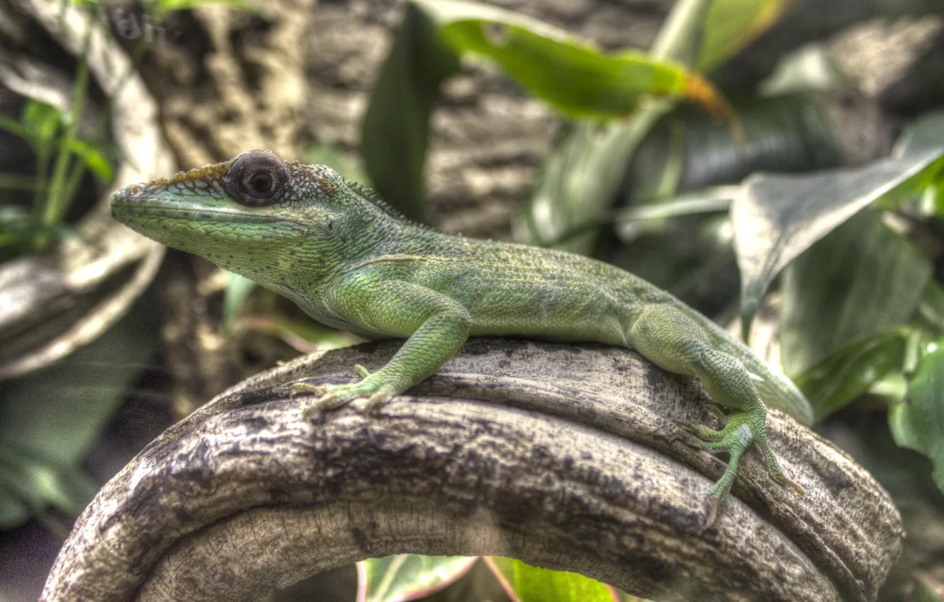 Photo wallpaper Tropics, Lizard, Reptile