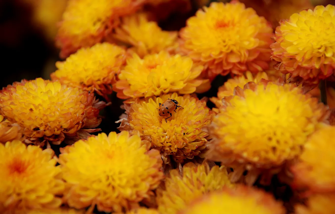 Photo wallpaper macro, flowers, bright, ladybug, beetle, yellow, garden, insect