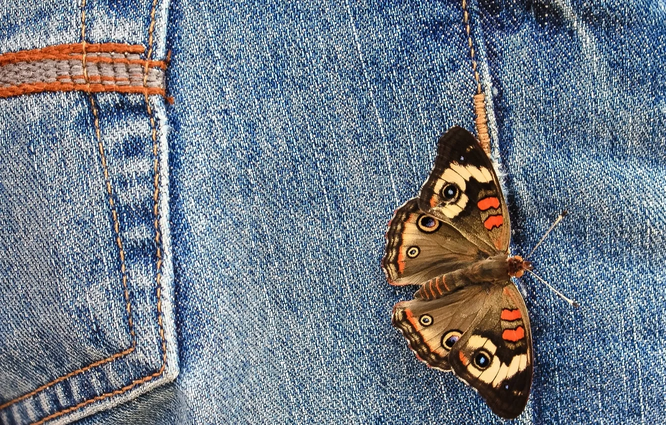 Photo wallpaper macro, butterfly, jeans