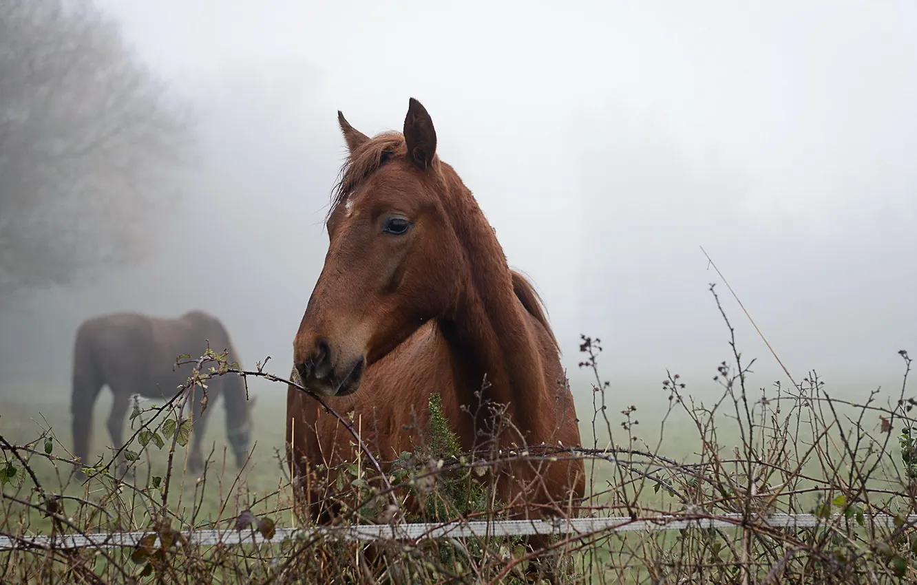 Photo wallpaper nature, fog, horse, morning