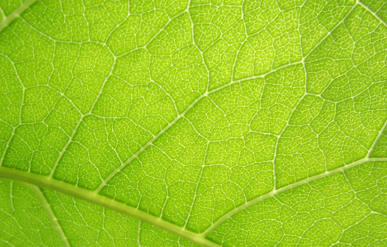 Photo wallpaper summer, leaves, the sun, veins, green leaf