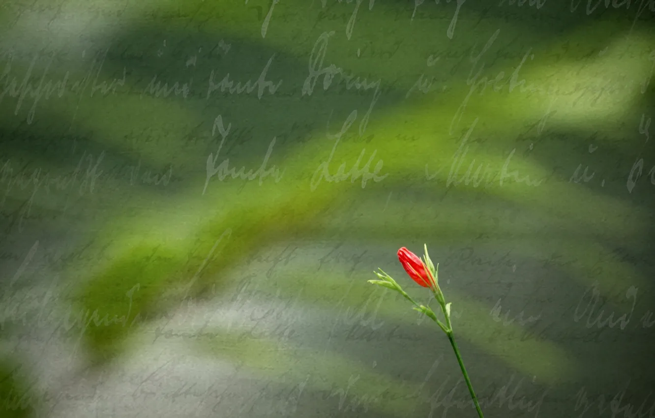Photo wallpaper flower, style, background, the inscription