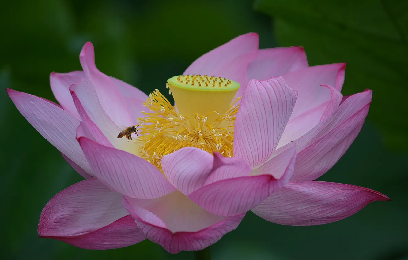 Photo wallpaper macro, OSA, Lotus, pink, pink, macro, lotos, Wasp