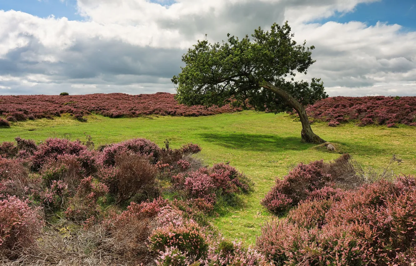 Photo wallpaper field, the sky, clouds, trees, flowers, meadow, bushes, Heather