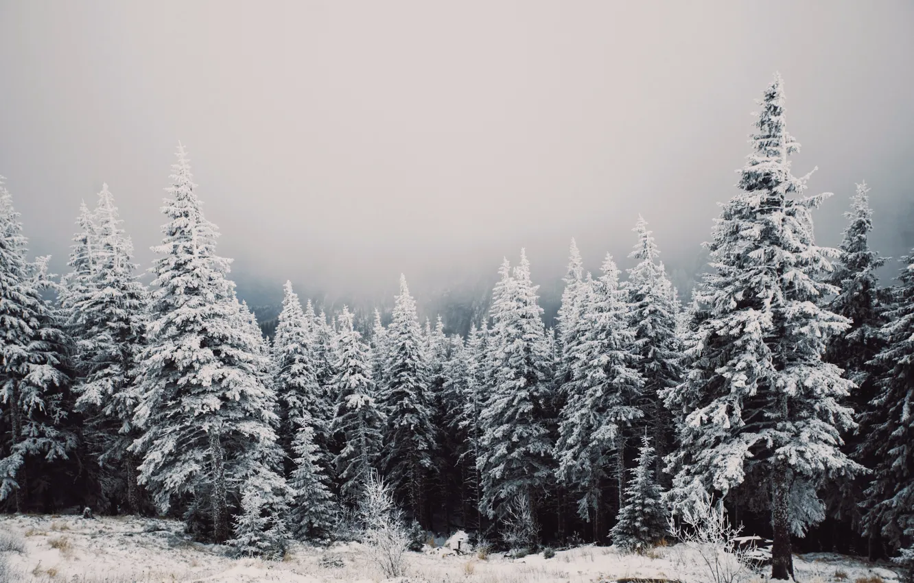 Photo wallpaper trees, wood, winter, snow, cold, Winter Wonderland, Eberhard Grossgaesteiger