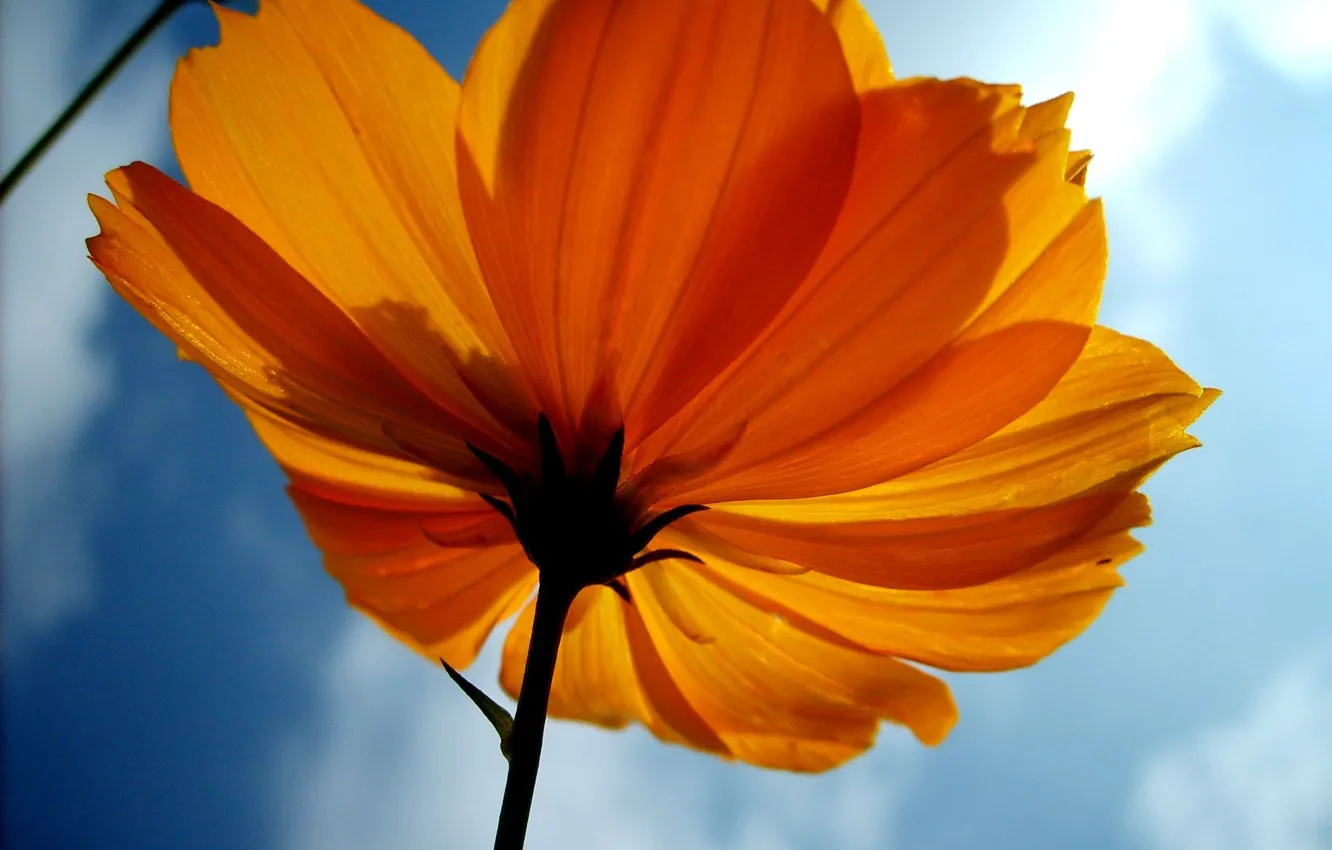 Photo wallpaper flower, sky, yellow, image
