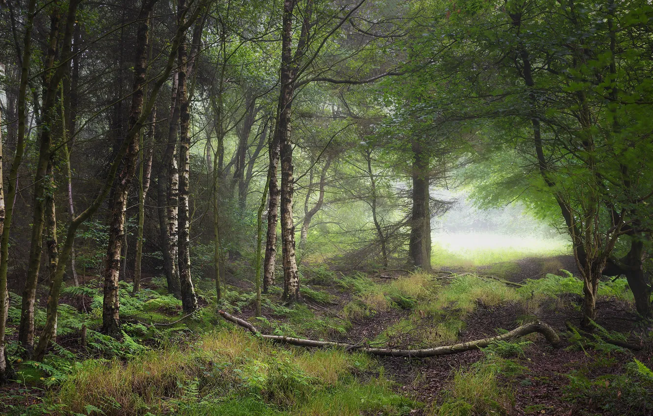 Photo wallpaper greens, forest, trees, branches