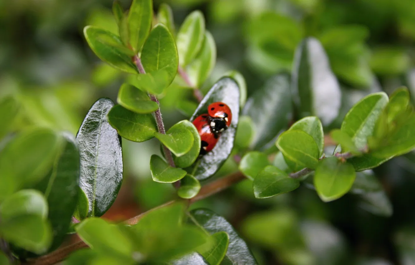 Photo wallpaper leaves, macro, ladybugs