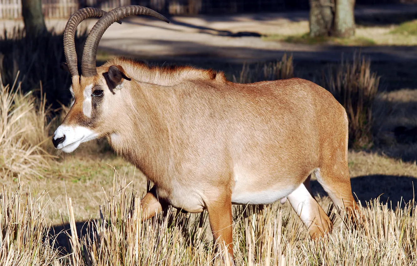 Photo wallpaper USA, walk, Orlando, sunlight, Florida, Disney's Animal Kingdom, The equine antelope (Hippotragus equinus)