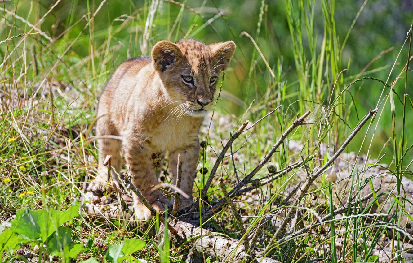 Photo wallpaper grass, baby, lion