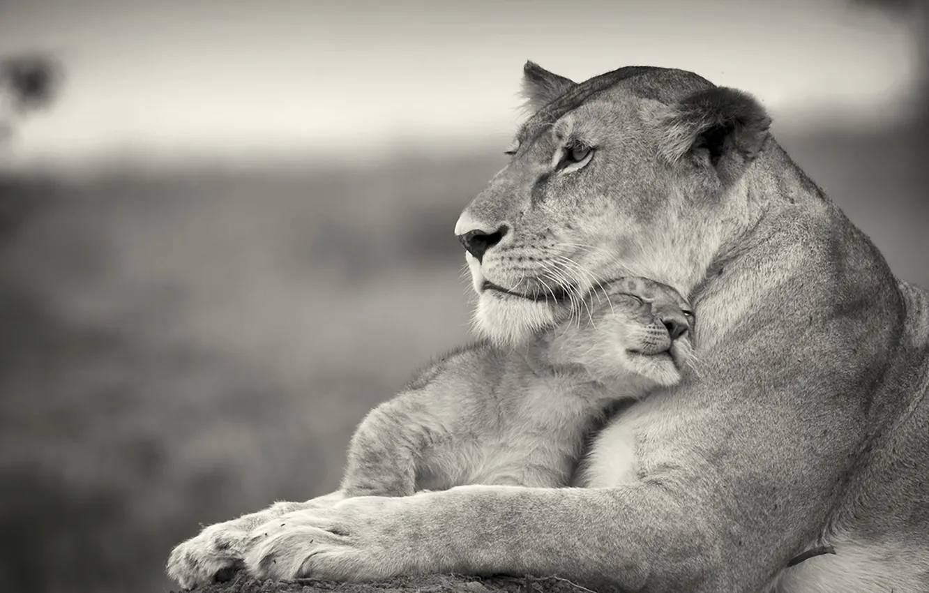 Photo wallpaper cat, love, weasel, lioness, lion