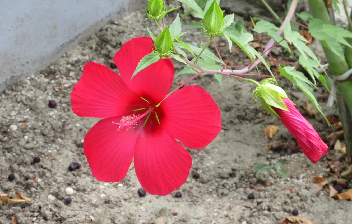 Photo wallpaper flowers, buds, hibiscus, Meduzanol ©, Summer 2018