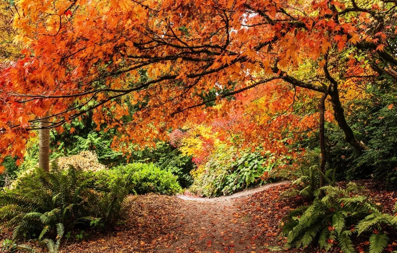 Photo wallpaper road, autumn, trees, nature, view