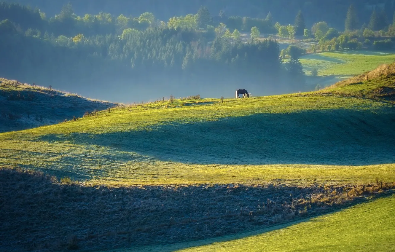 Photo wallpaper field, forest, light, fog, horse, hills, shore, horse