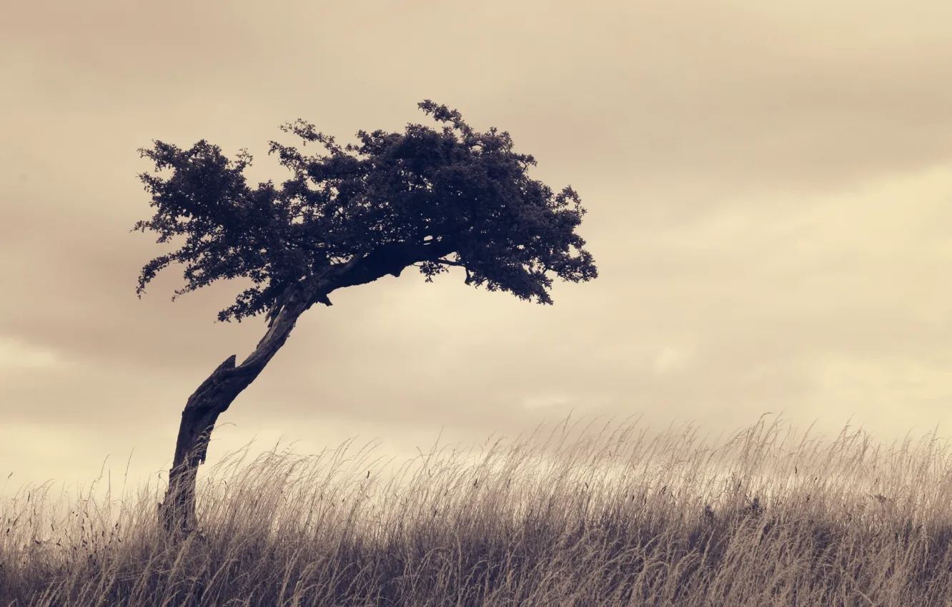 Photo wallpaper trees, nature, retro