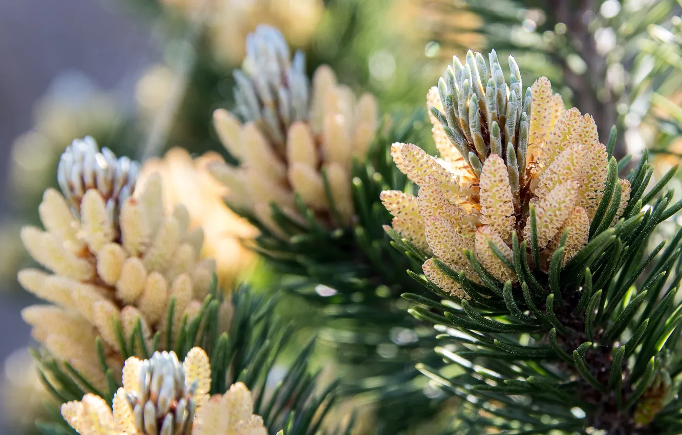 Photo wallpaper light, branches, nature, needles, bumps, coniferous, bokeh