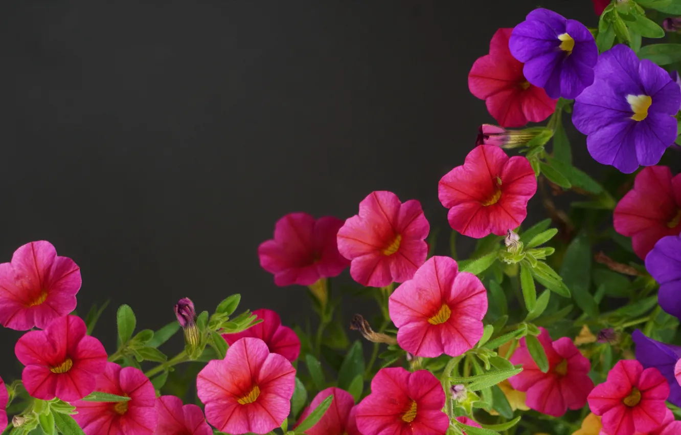 Photo wallpaper flowers, nature, Petunia