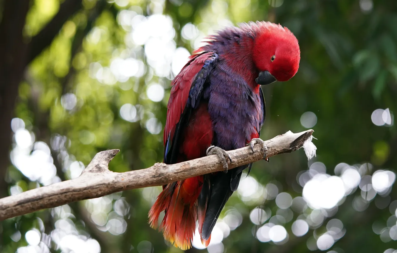 Photo wallpaper red, bird, branch, parrot