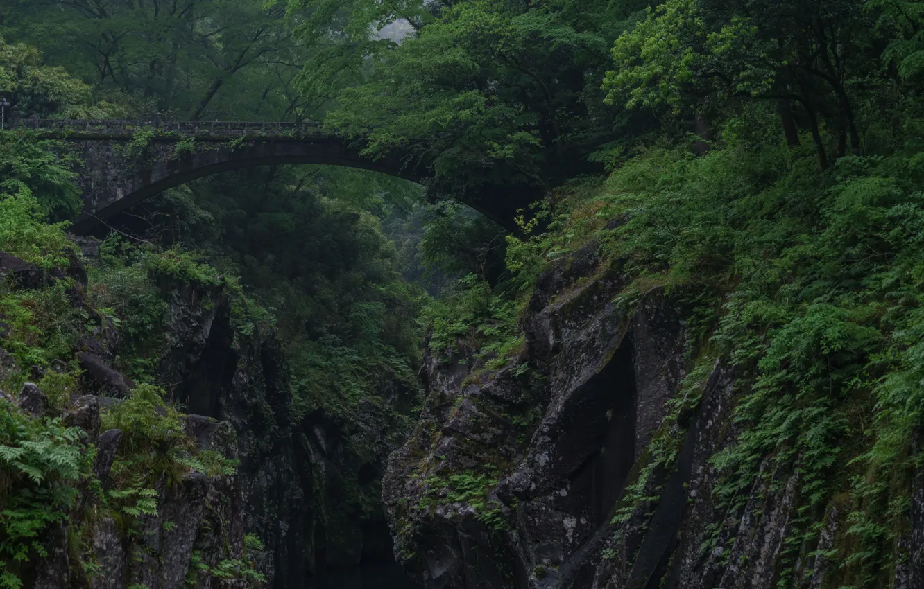 Photo wallpaper forest, bridge, rocks, vegetation, gorge