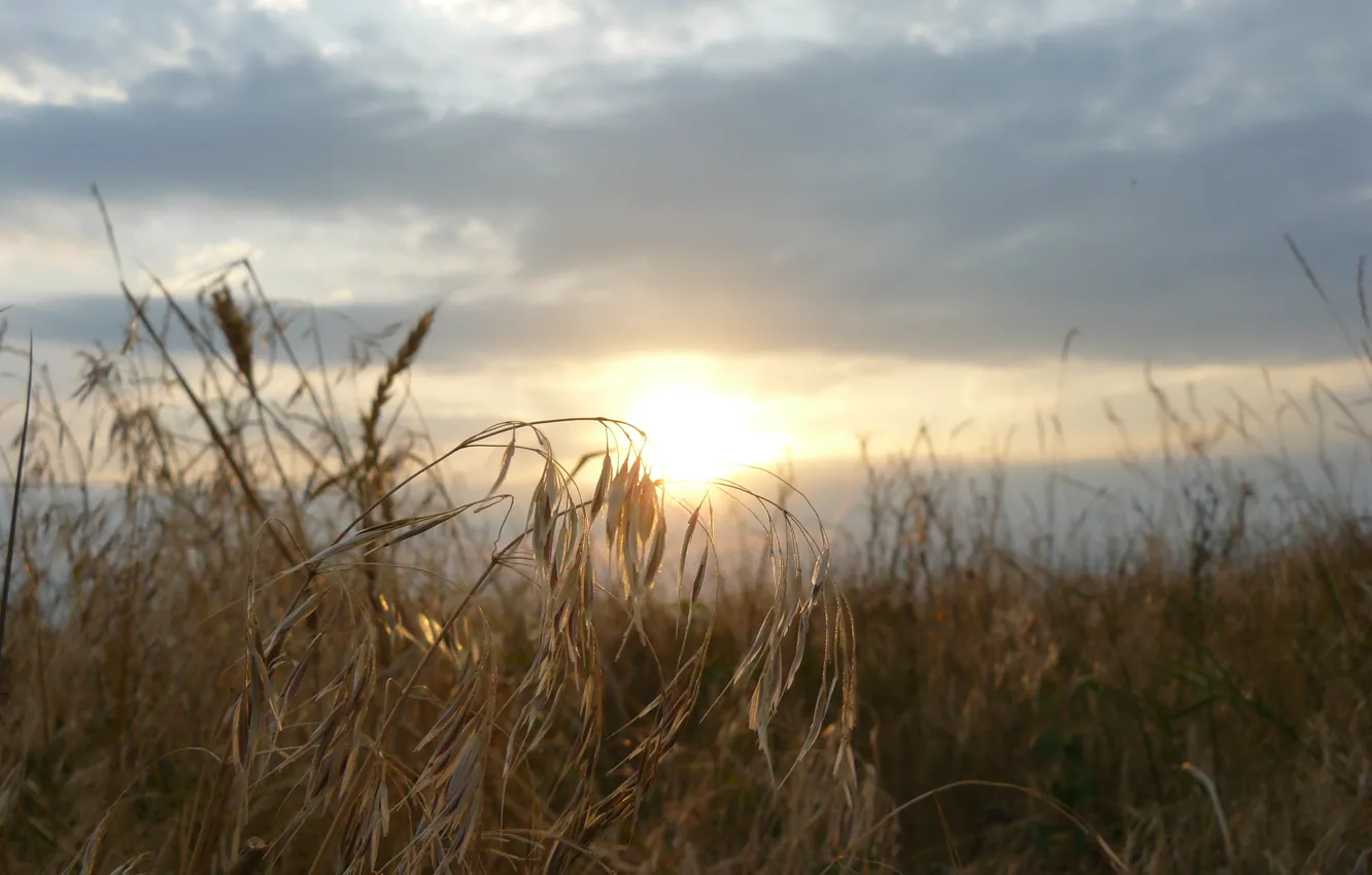 Photo wallpaper dawn, ears, Taman