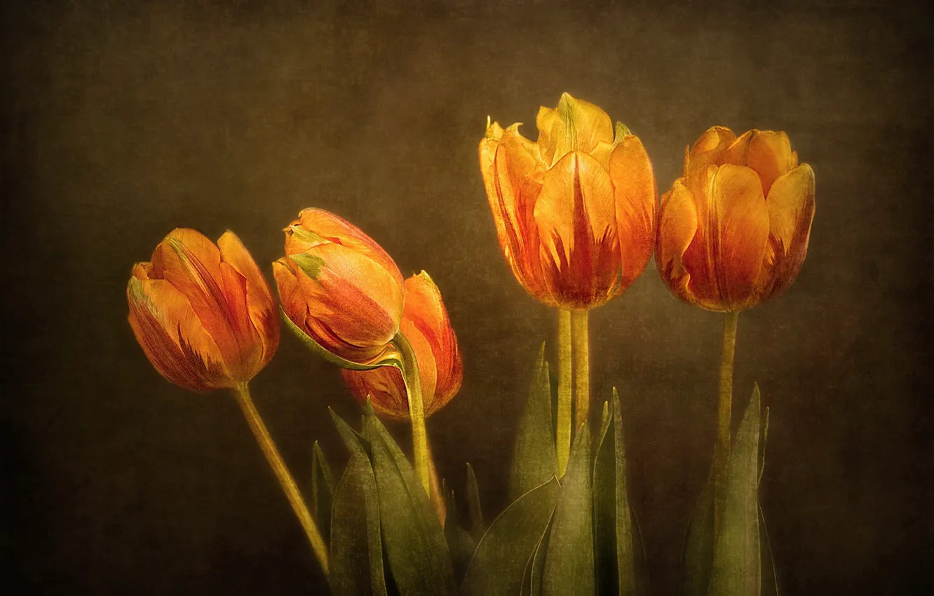 Photo wallpaper flowers, orange, treatment, bouquet, texture, spring, tulips, still life