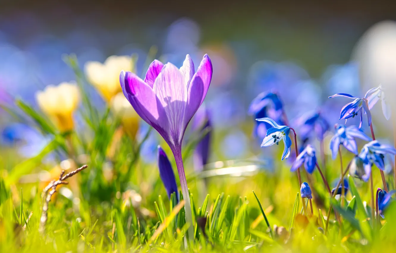Photo wallpaper grass, light, flowers, blue, glade, beauty, spring, crocuses