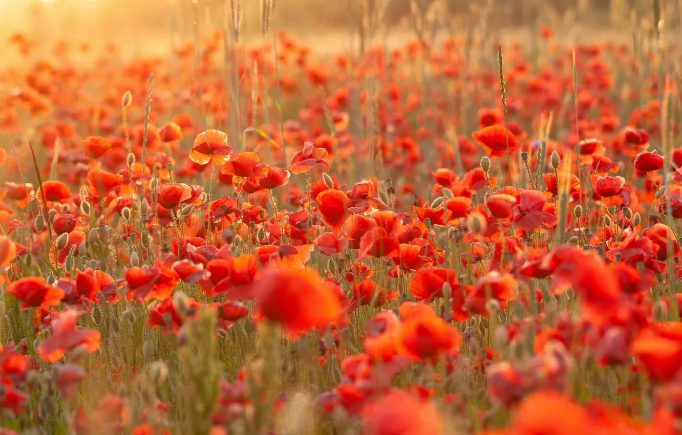 Photo wallpaper summer, light, flowers, red, Maki, meadow, a lot, bokeh