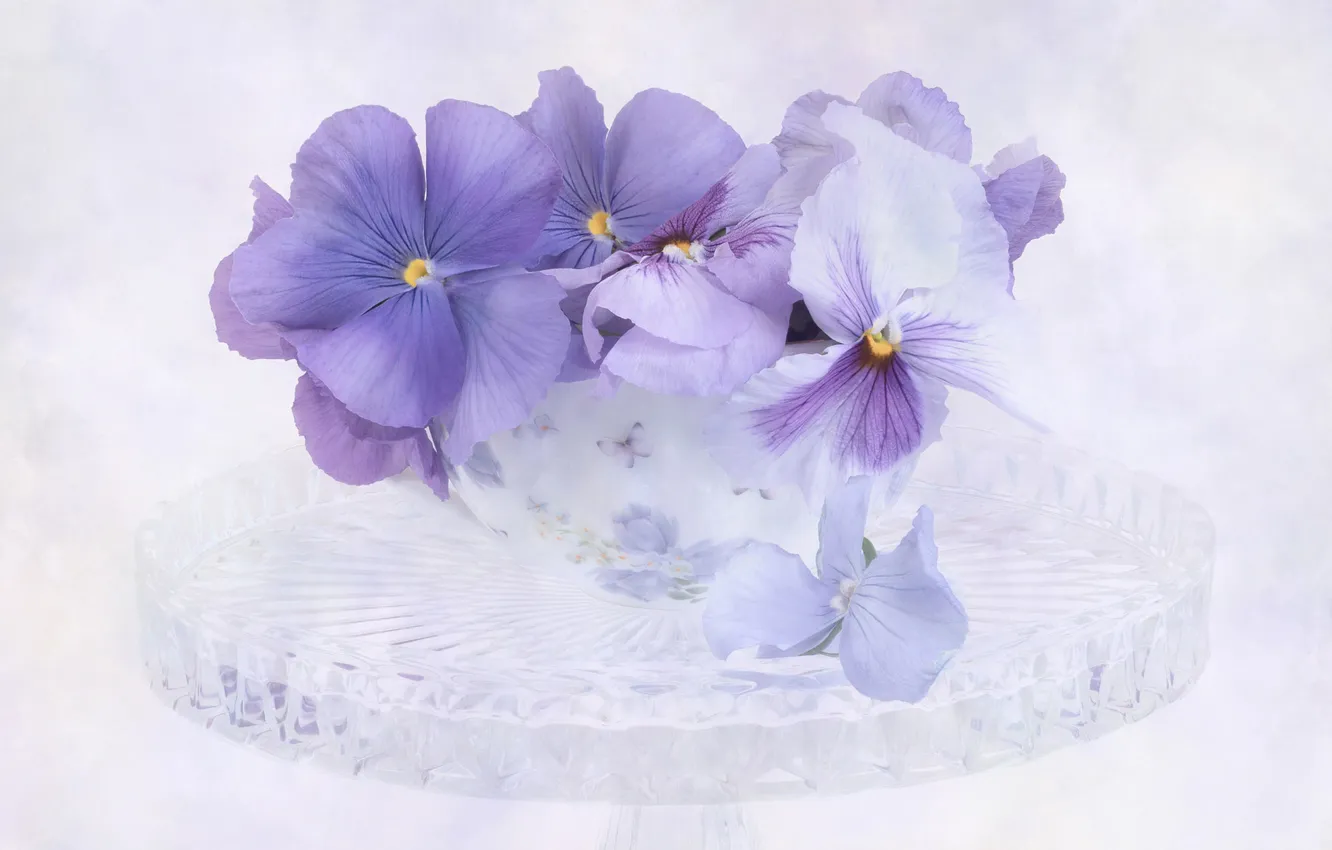 Photo wallpaper flowers, bouquet, spring, white background, Pansy, lilac, viola