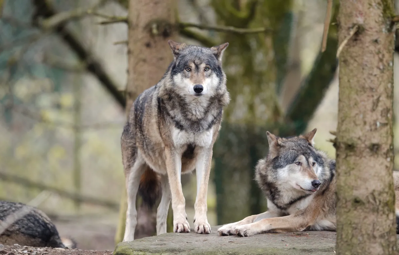Photo wallpaper look, wolf, pair, forest, two wolves