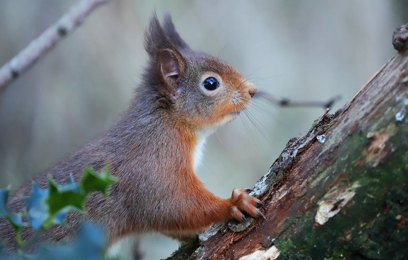 Photo wallpaper look, leaves, trees, branches, nature, pose, grey, background