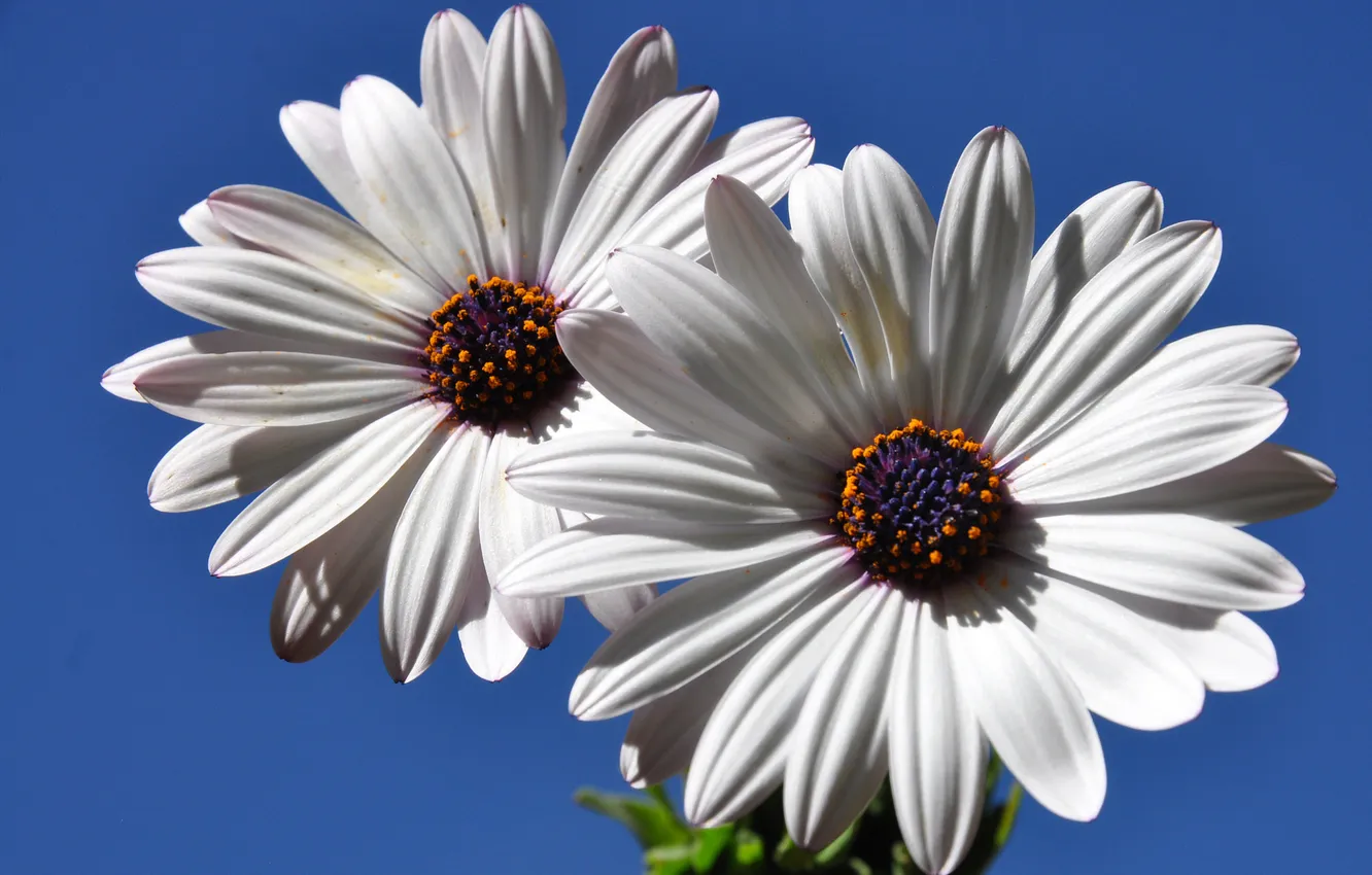 Photo wallpaper the sky, flowers, nature, plant, petals