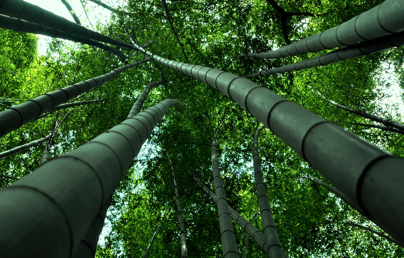 Photo wallpaper forest, leaves, photo, foliage, bamboo, trunk, david plus