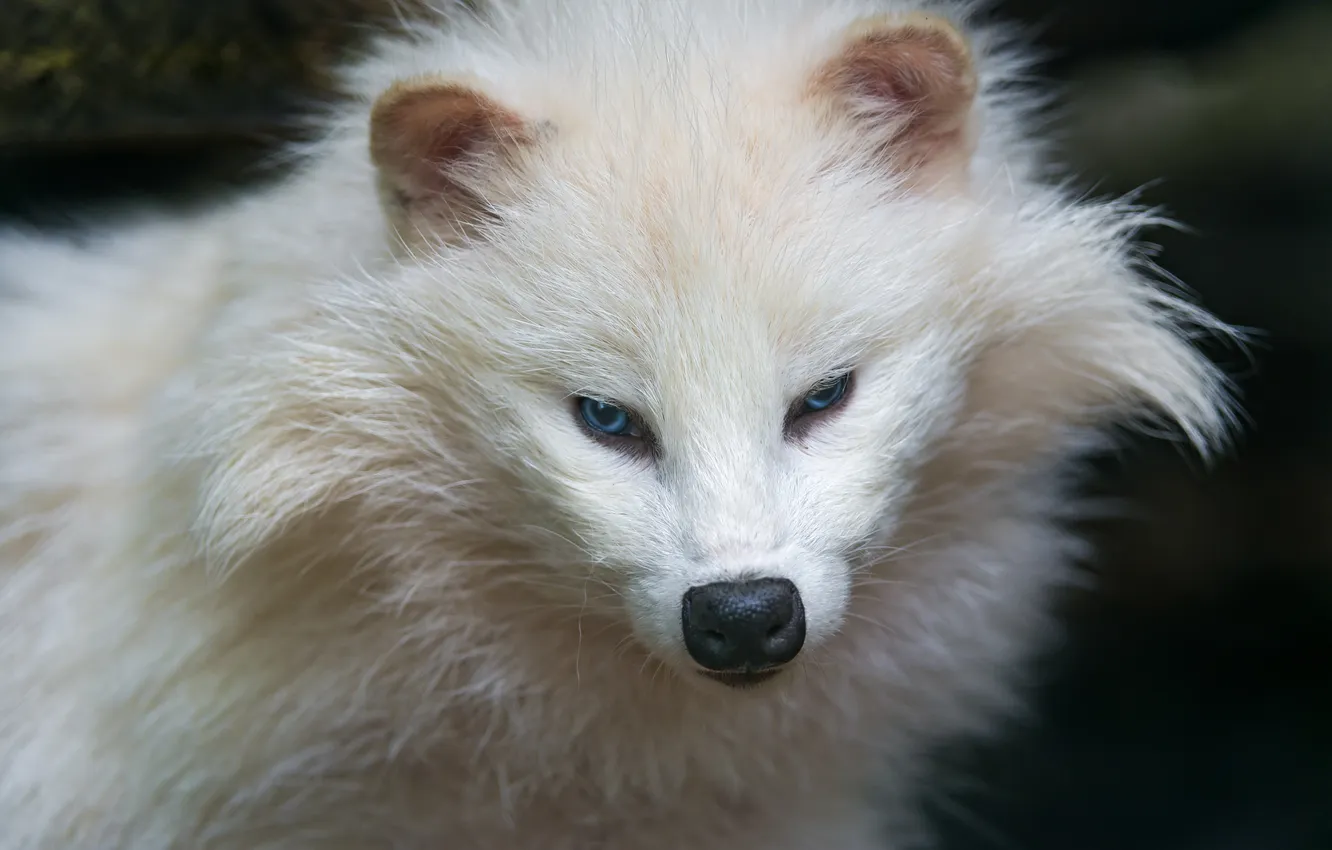 Photo wallpaper white, face, raccoon, blue eyes, ©Tambako The Jaguar