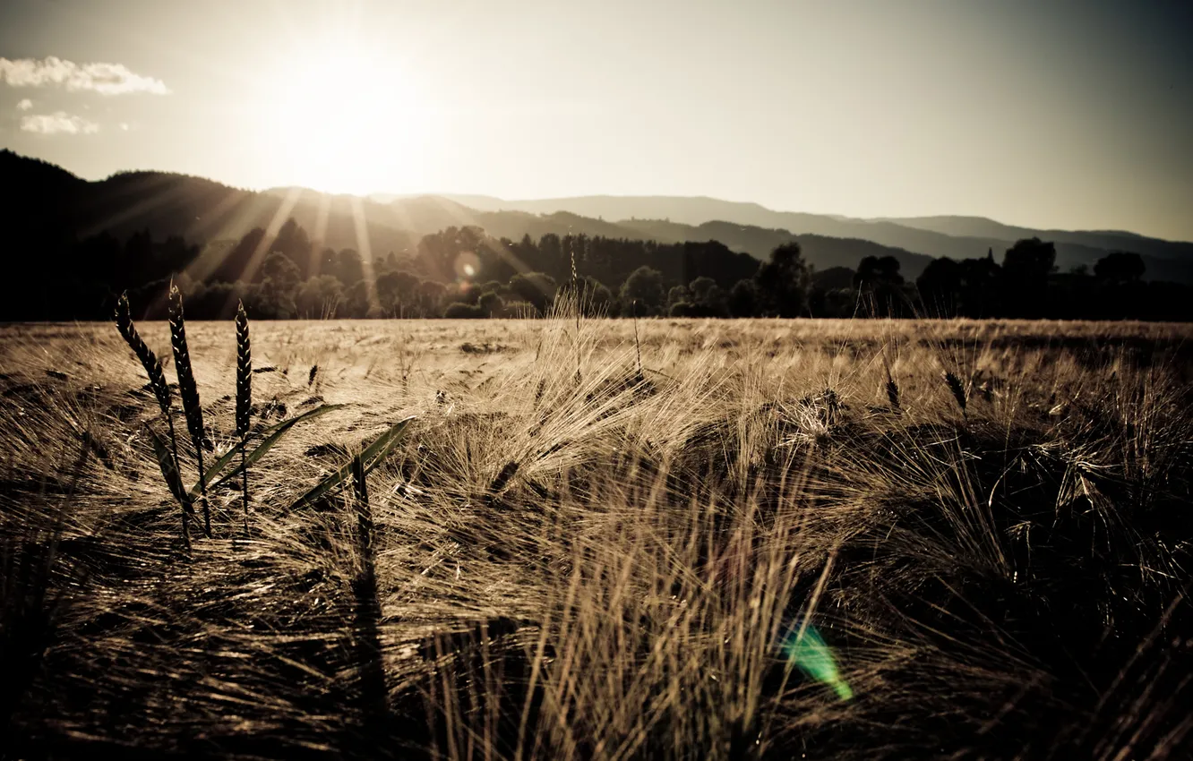 Photo wallpaper field, the sun, spikelets