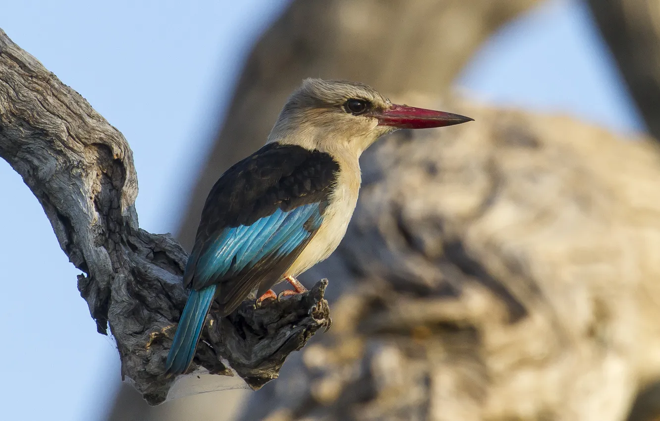 Photo wallpaper background, bird, snag, Kingfisher