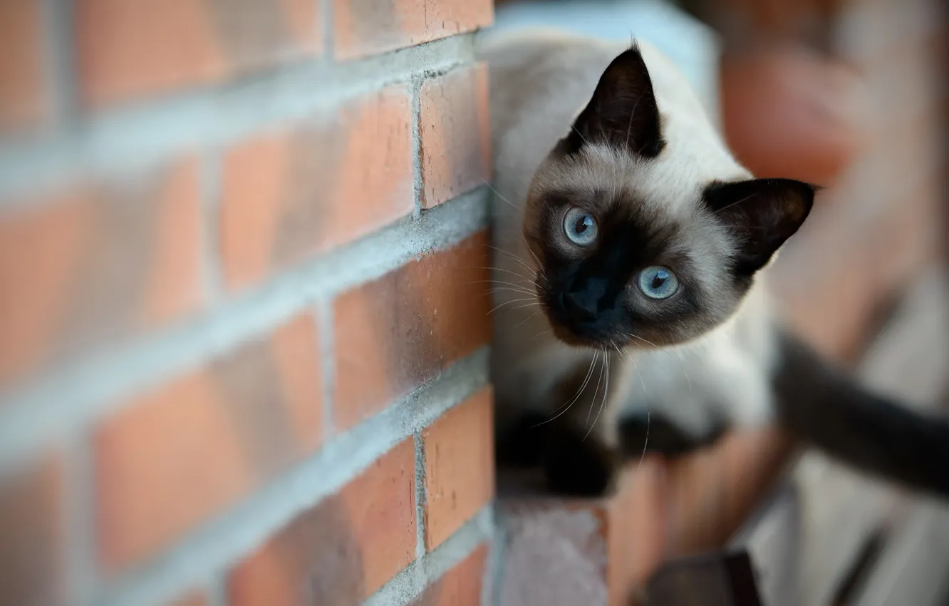 Photo wallpaper cat, look, wall
