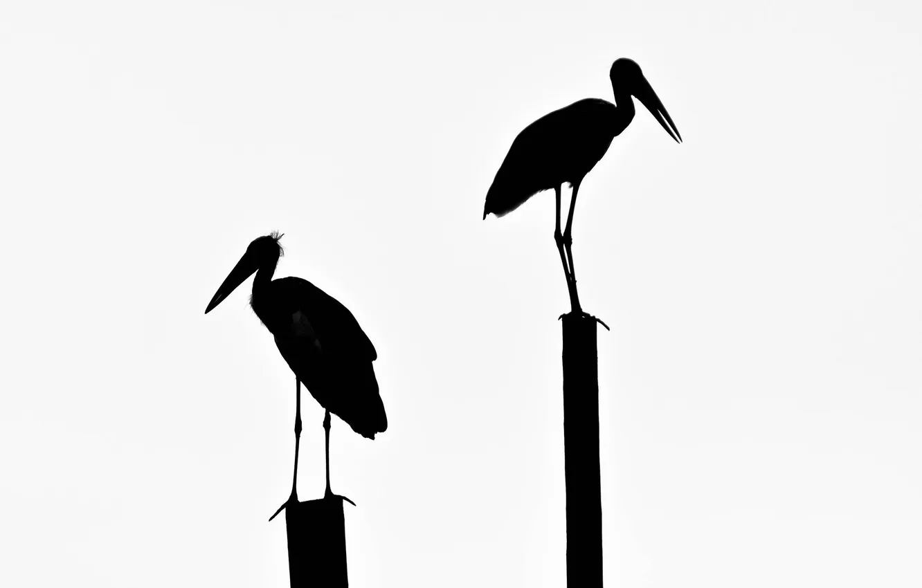 Photo wallpaper bird, beak, silhouette