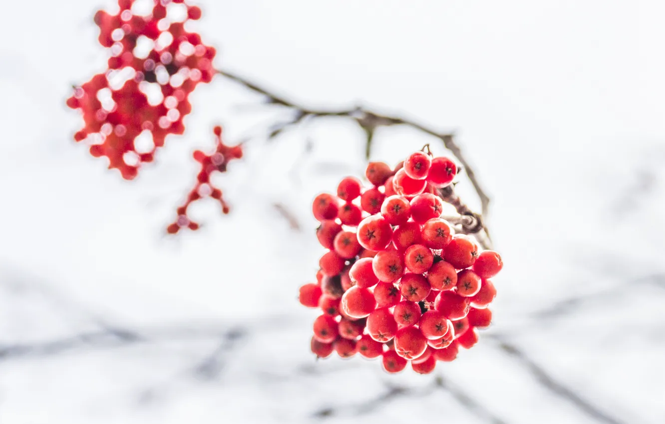 Photo wallpaper winter, macro, berries