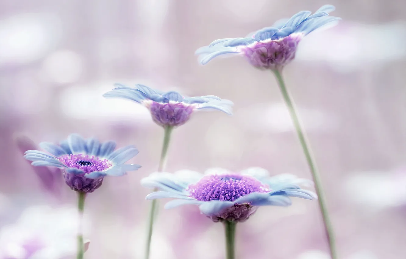 Photo wallpaper flowers, background, blue, lilac