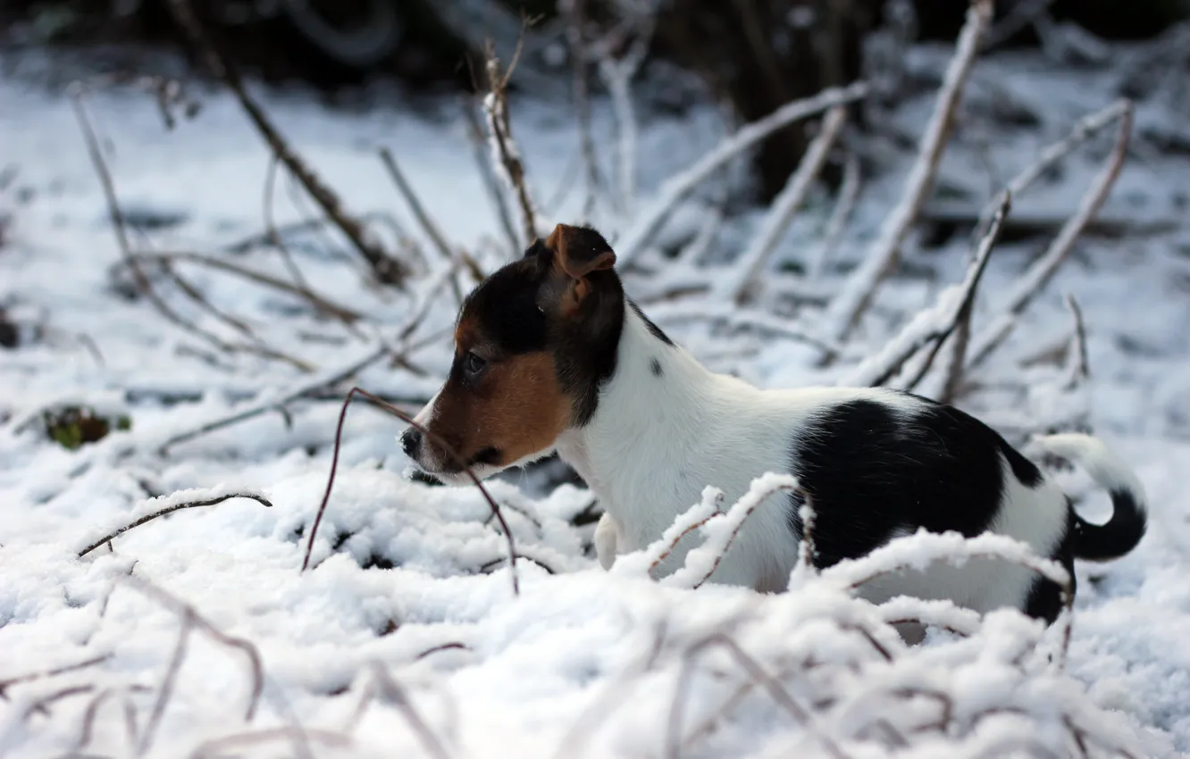 Photo wallpaper winter, snow, dog, puppy, Jack Russell Terrier