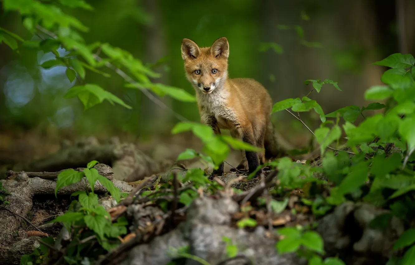 Photo wallpaper foliage, Fox, Fox