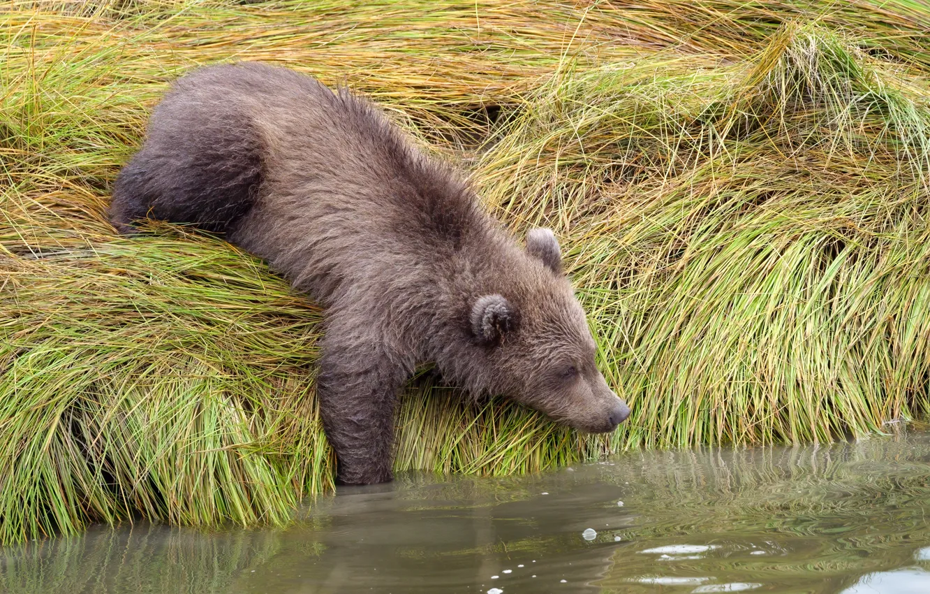 Photo wallpaper grass, bear, pond