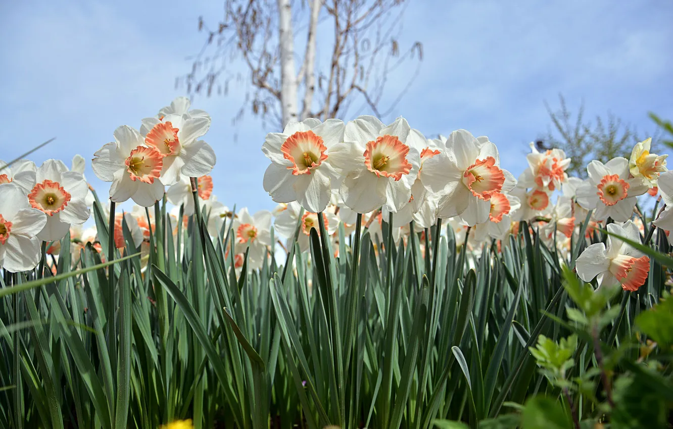 Photo wallpaper flowers, Daffodils, spring bloom