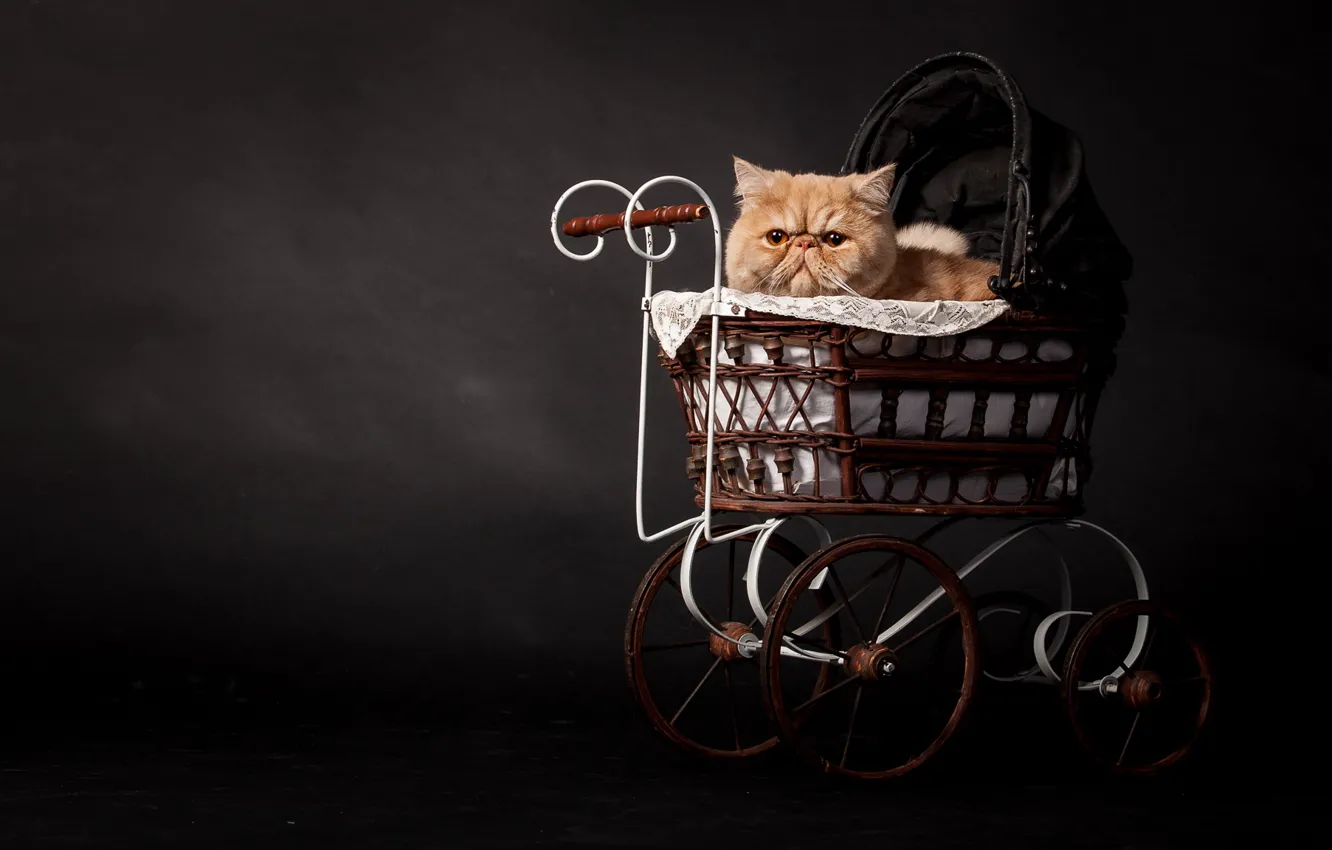 Photo wallpaper cat, the dark background, stroller, Wallpaper from lolita777, Persian, cat, red
