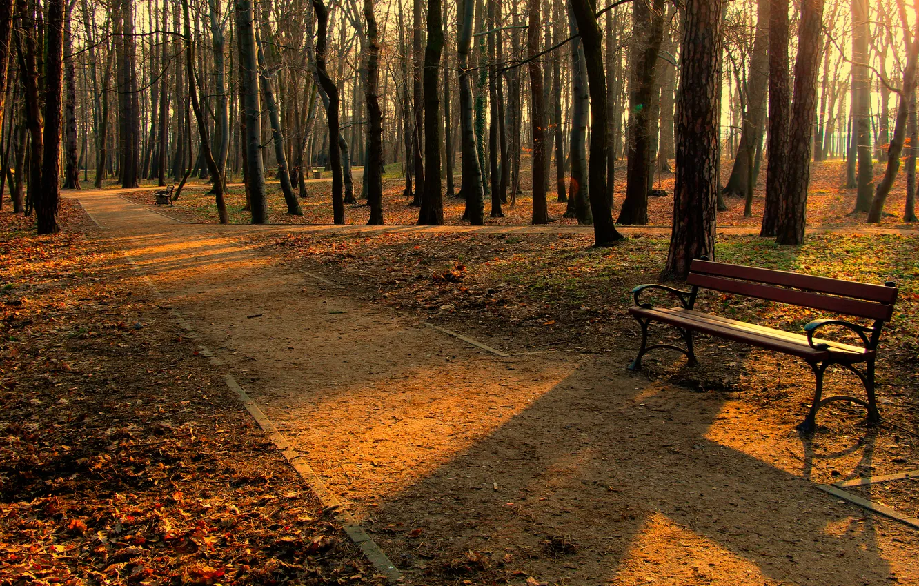 Photo wallpaper road, park, tree, bench