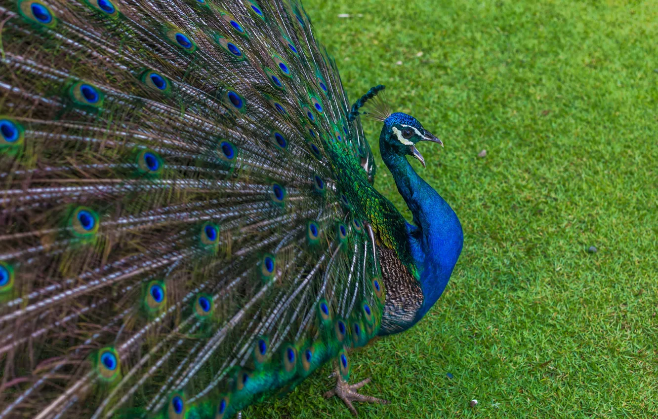 Photo wallpaper nature, bird, peacock, weed