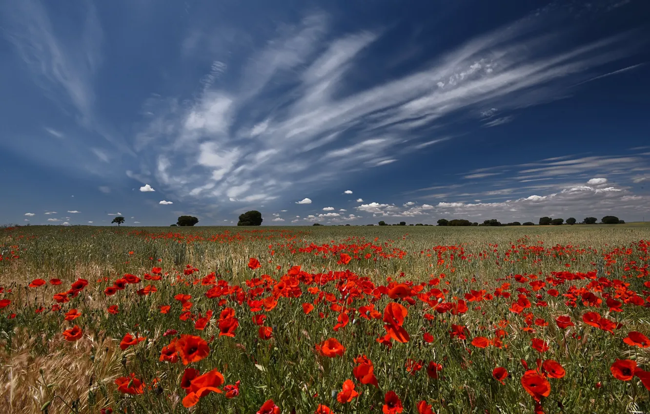 Photo wallpaper field, summer, clouds, blue, Maki, poppy field
